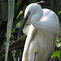 Small Egret