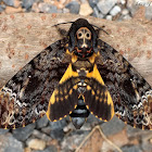 Death's-head Hawk Moth