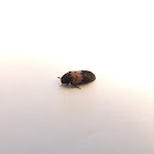 Larder Beetle/ Skinbeetle