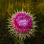 Musk Thistle