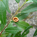 Willow gall