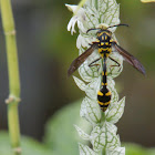 Potter Wasp