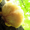 Mystery Mushroom C, underside, a few days older