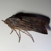 Bogong Moth