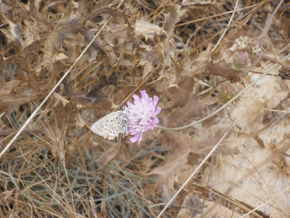 Aricia morronessis