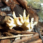 White Coral Fungi