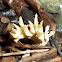 White Coral Fungi