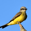 Suiriri-comum (Tropical Kingbird)