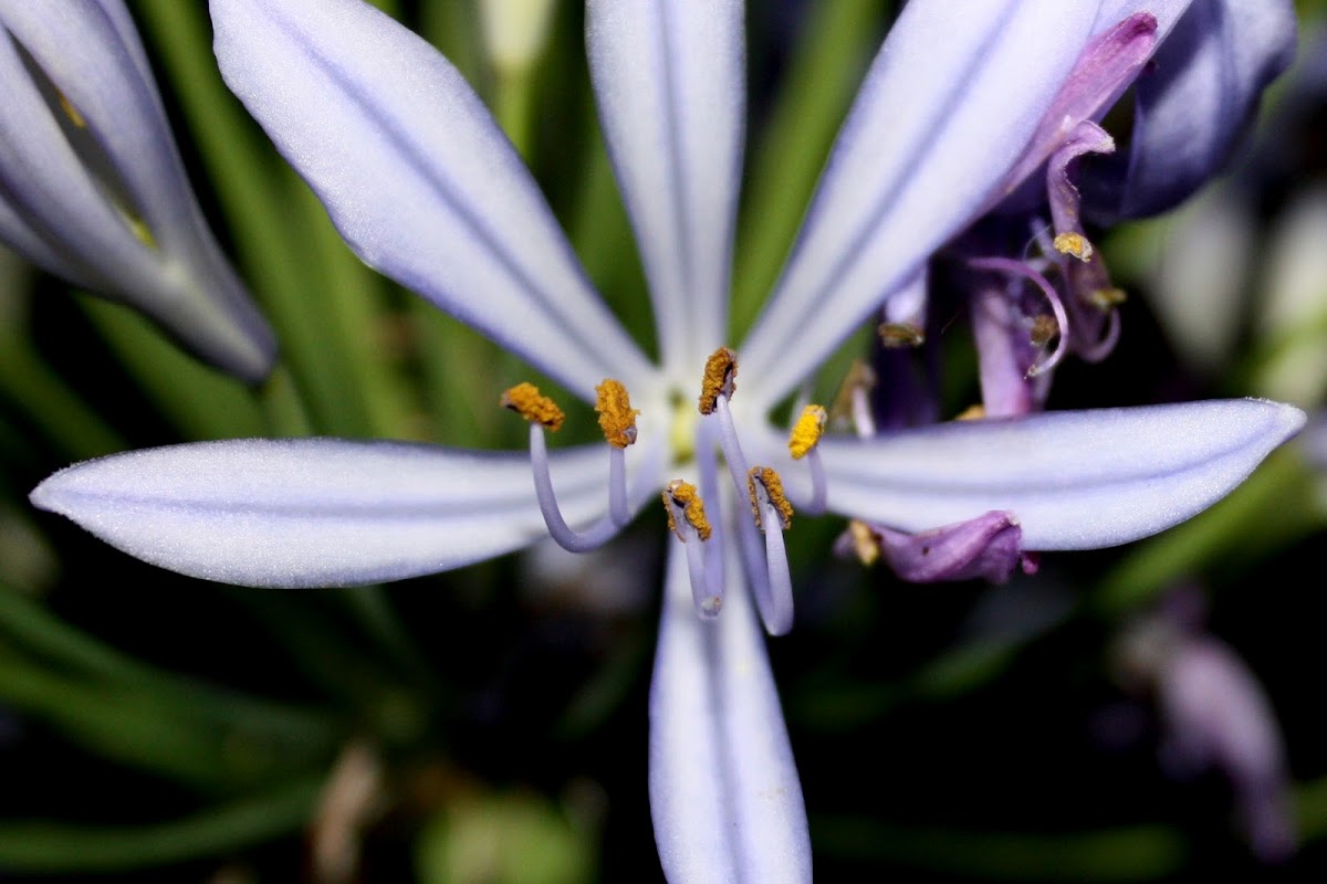 African lily,Agapanto