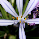 African lily,Agapanto