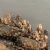 Eastern Oyster