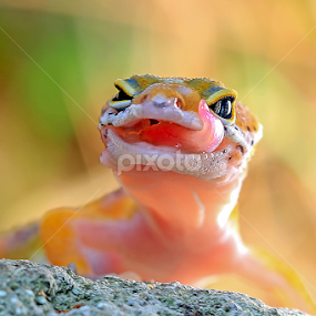 Hmmmmm by Richard Liong - Animals Reptiles