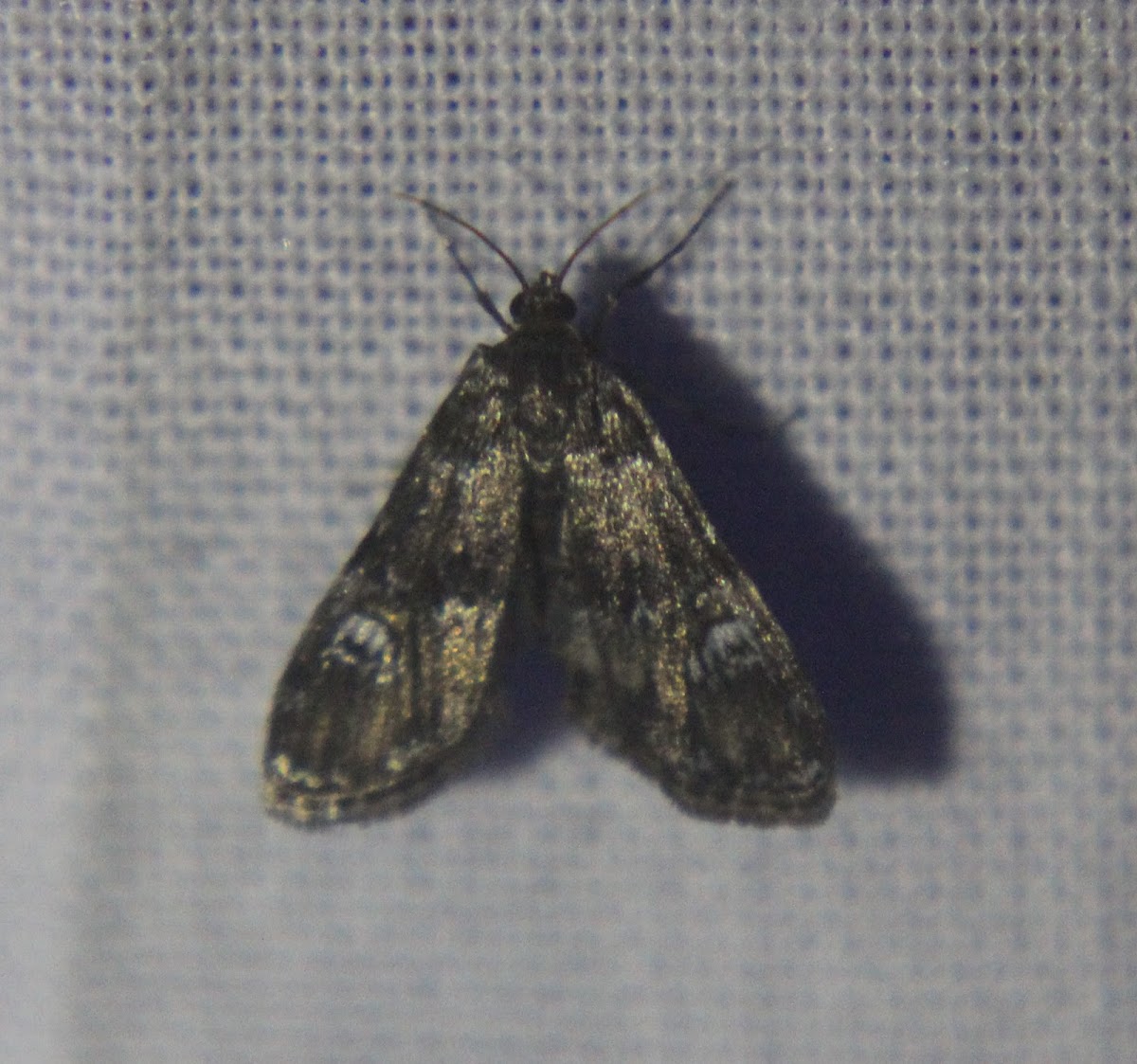 Waterlily Leafcutter Moth