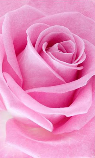 【免費攝影App】Pink Roses Live Wallpaper-APP點子