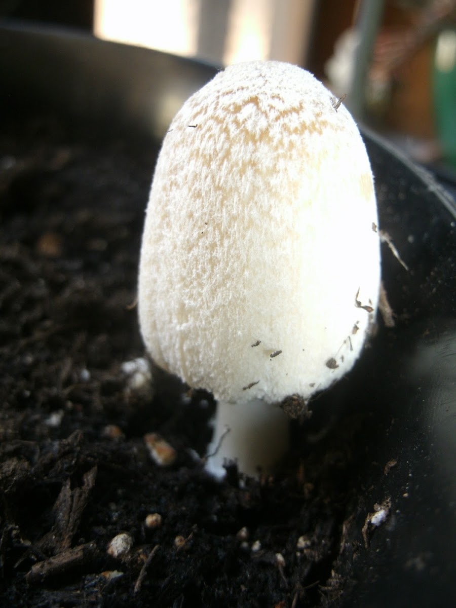 Ink mushroom