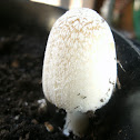 Ink mushroom