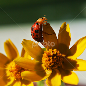 Flower n Insect by Ad Har - Animals Insects & Spiders