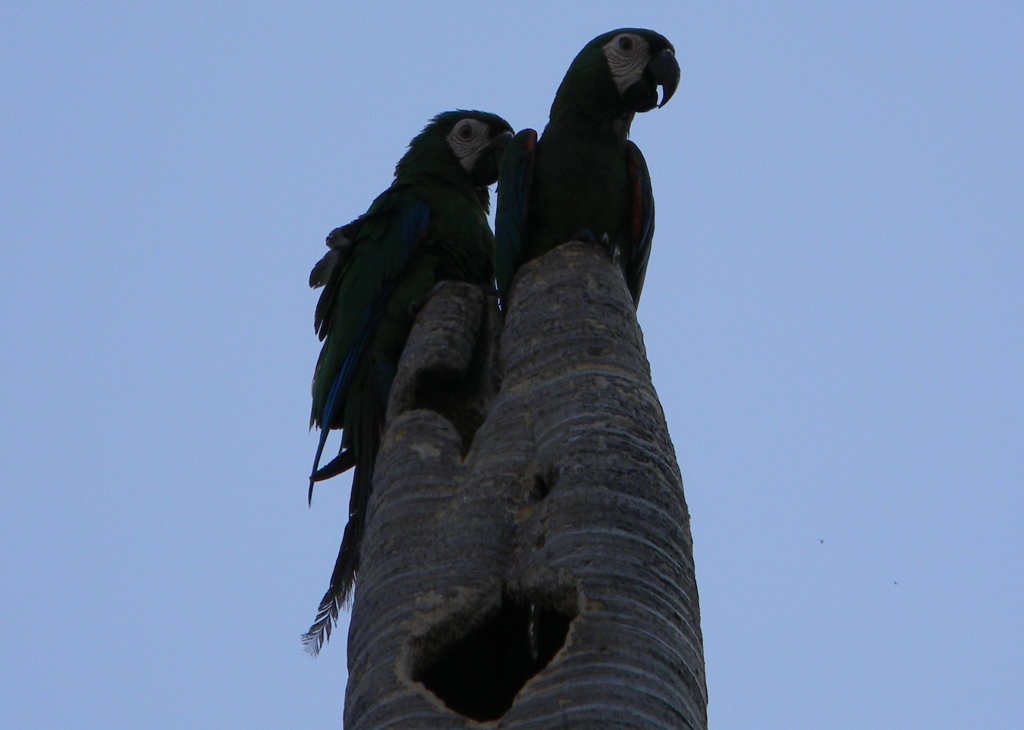 maracaná grande - guacamayo severo - chestnut fronted Macaw