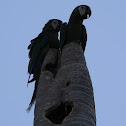 maracaná grande - guacamayo severo - chestnut fronted Macaw
