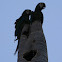 maracaná grande - guacamayo severo - chestnut fronted Macaw