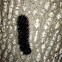 Isabella Tiger Moth caterpillar