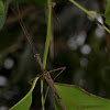 Unknown Stick Insect