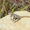 Prairie Lizard