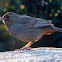 California Towhee