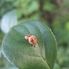 Multicolored Asian Ladybug Larva