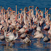 Flamenco común (Greater flamingo)