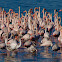 Flamenco común (Greater flamingo)