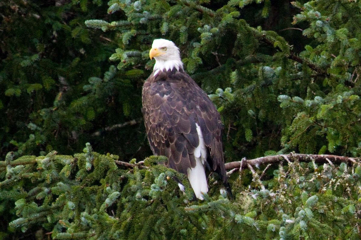 Bald Eagle