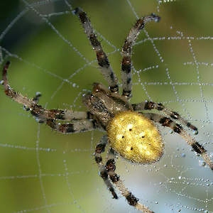 Spider - Live Wallpaper 1.0 Apk, Free Personalization Application - APK4Now