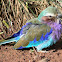Lilac Breasted Roller Bird