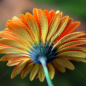 Orange inspiration by Biljana Nikolic - Flowers Single Flower
