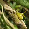 Crab spider eating caterpillar