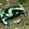 Black & Green Poison Dart Frog
