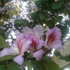 orchid tree
