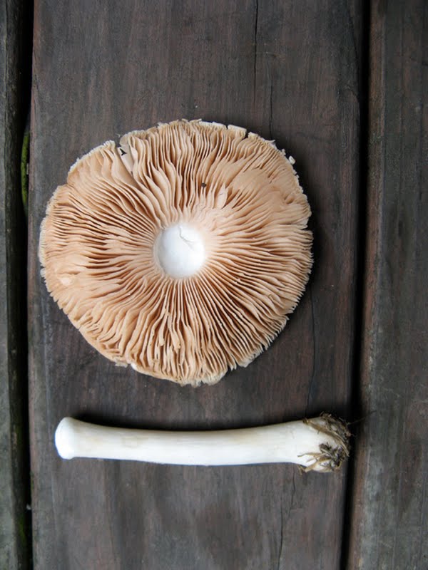 Fawn Mushroom, Pluteus cervinus [2 of 2]