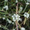 Alternanthera filifolia
