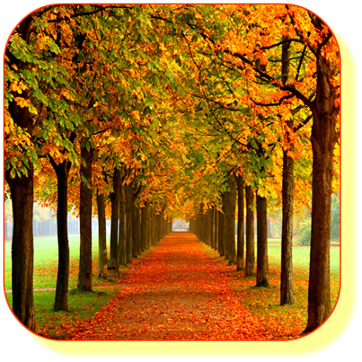 Autumn Maple Live Wallpaper LOGO-APP點子