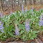 Sky-blue Lupine