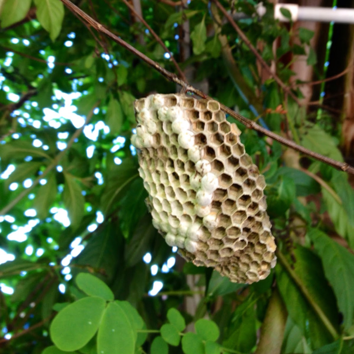 Wasp nest