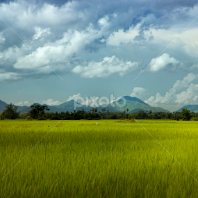 Mountain and Rice Field  by Sedthakun Soi - Landscapes Mountains & Hills