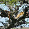 Lionesses in tree