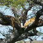 Lionesses in tree