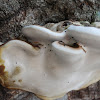 bracket mushroom