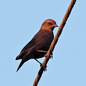 Brewer's Blackbird (female)