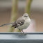 Northern Mockingbird (1st Winter)