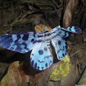 Blue day moth